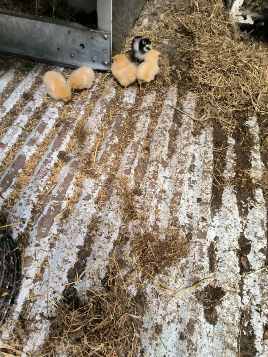 4Buff Orpington and 1 silver laced Wyandotte Chick