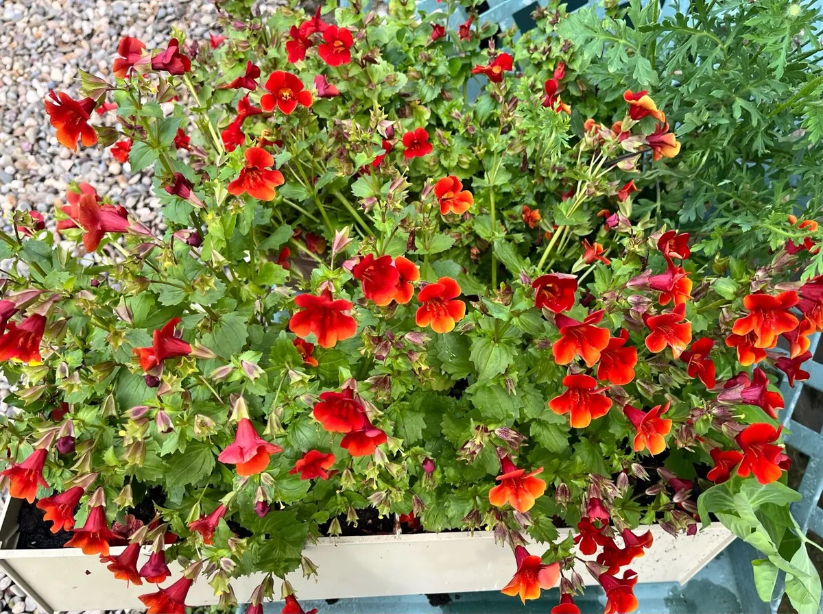 Two big potted plants together €15 - Image 2