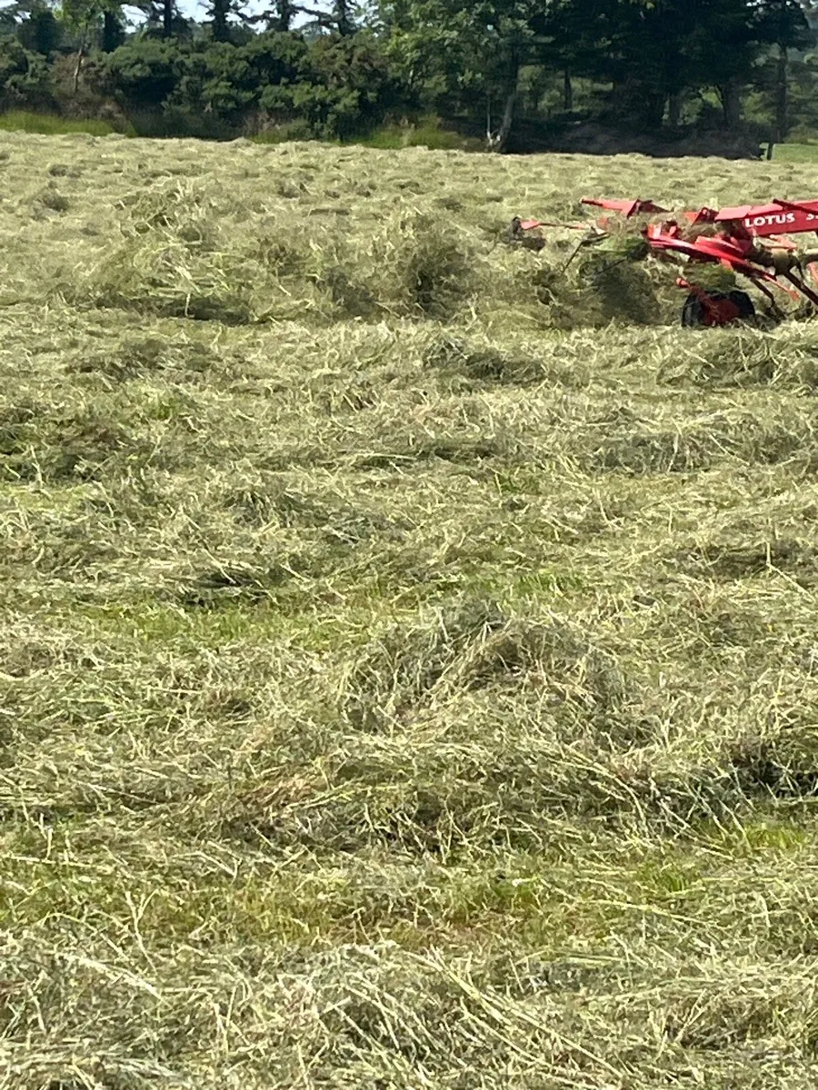 25 Hay - Image 3