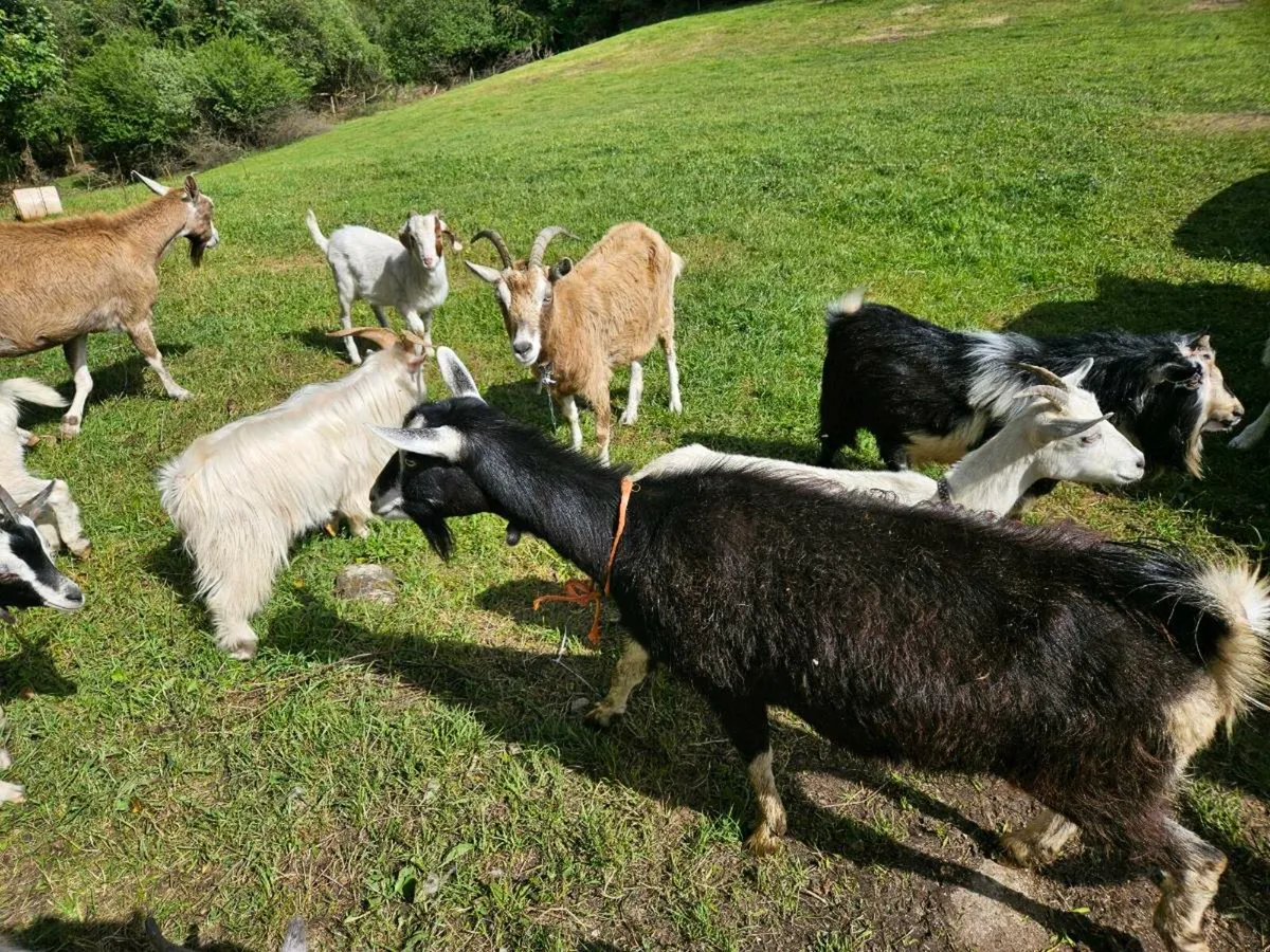 Goats wanted all breeds - Image 2