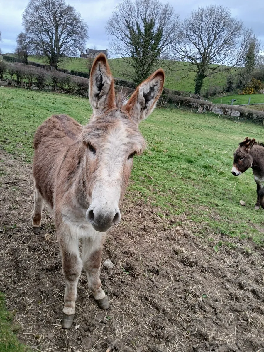 2 year old and 1 year old chestnut jack donkey's - Image 1