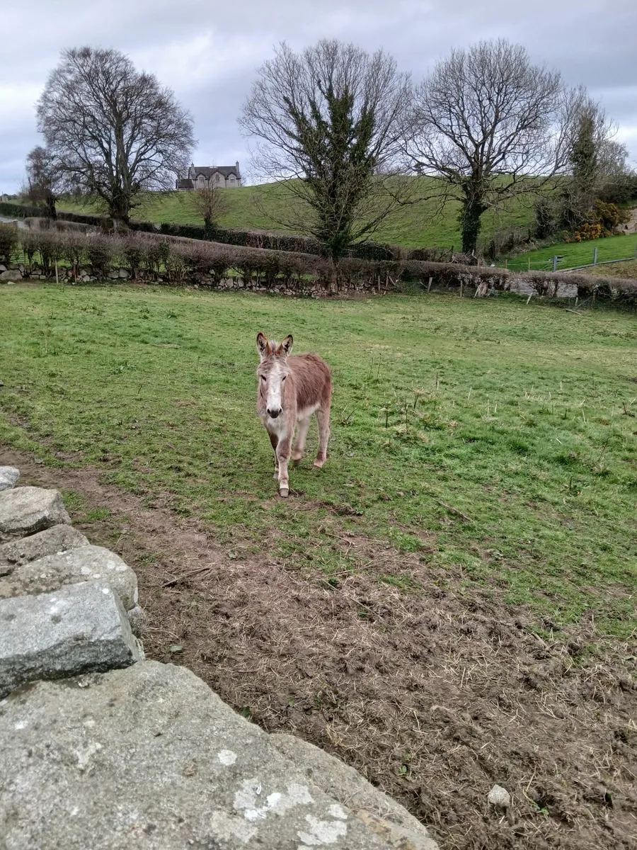 2 year old and 1 year old chestnut jack donkey's - Image 3
