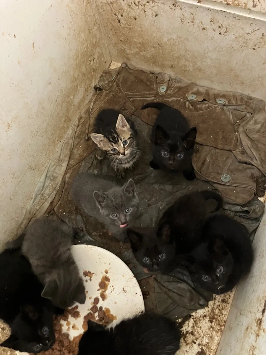Animal - Image 2