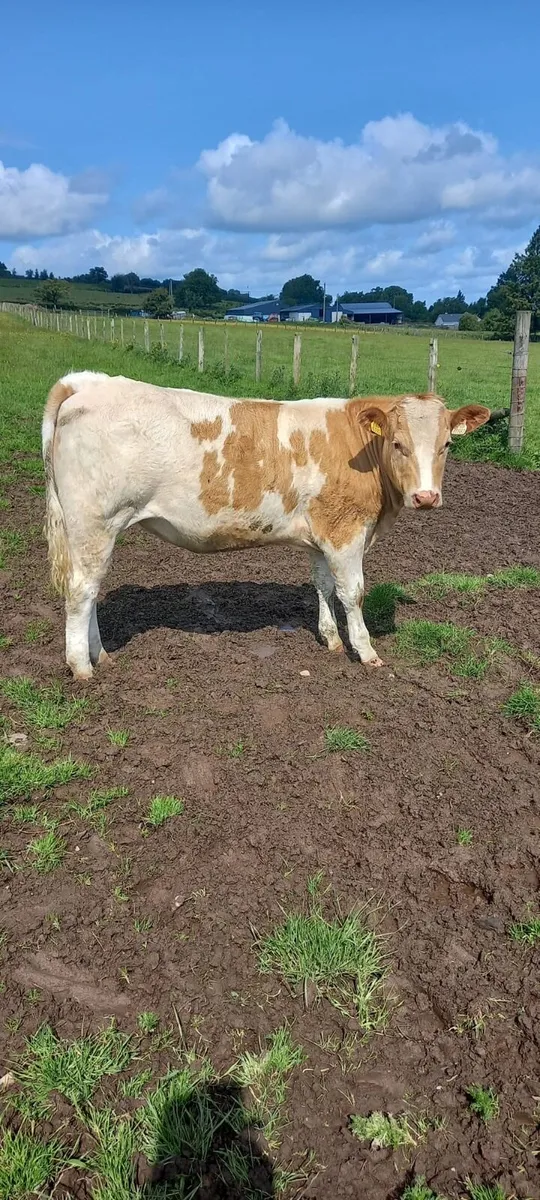 Classy Charolais Heifers - Image 1