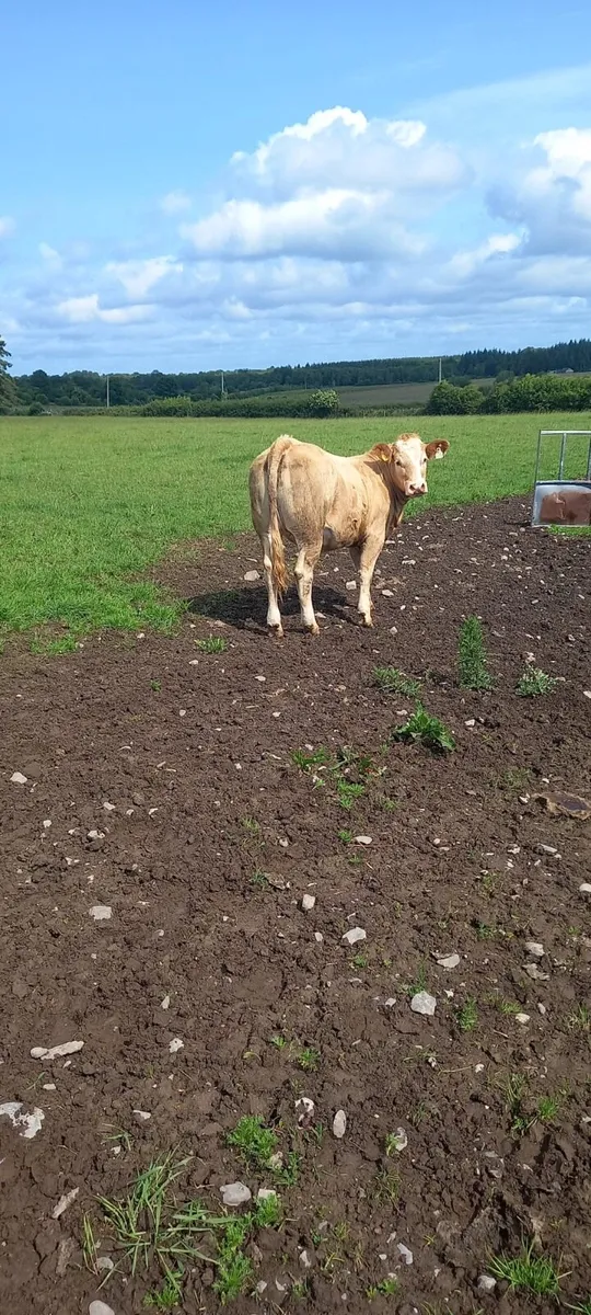 Classy Charolais Heifers - Image 2