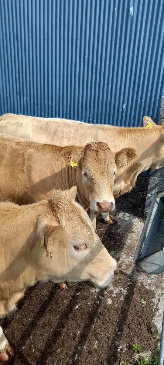 Classy Charolais Heifers - Image 3