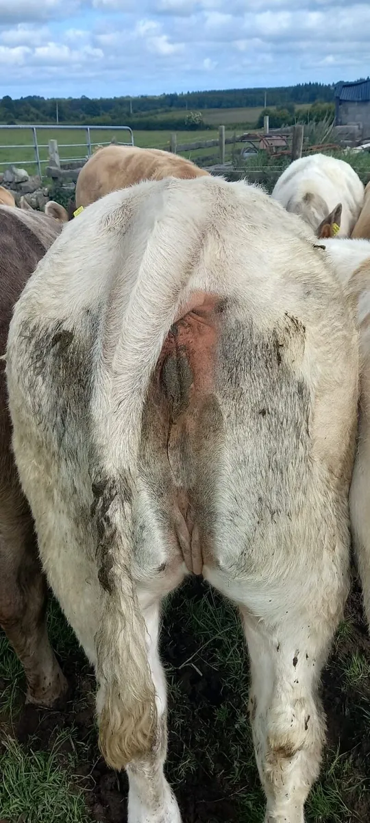 Classy Charolais Heifers - Image 4