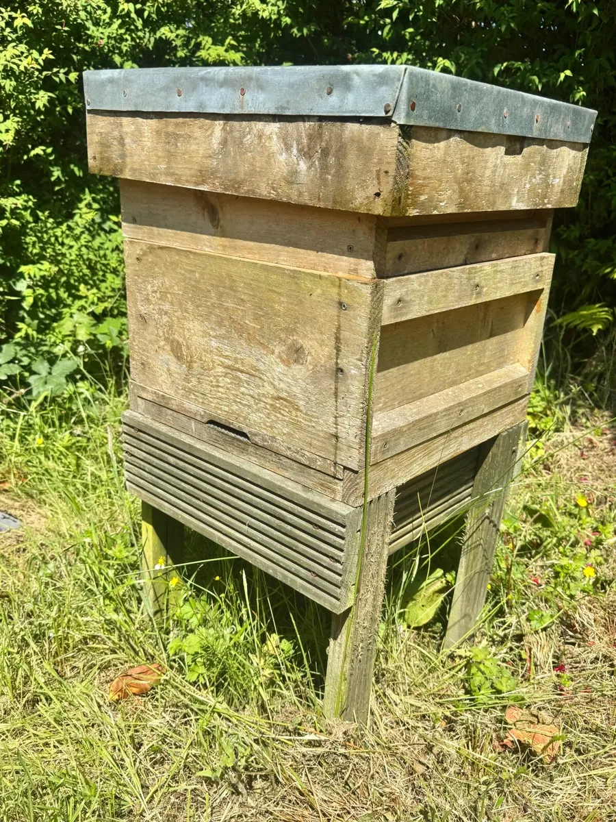 Bee hive- active - Image 1