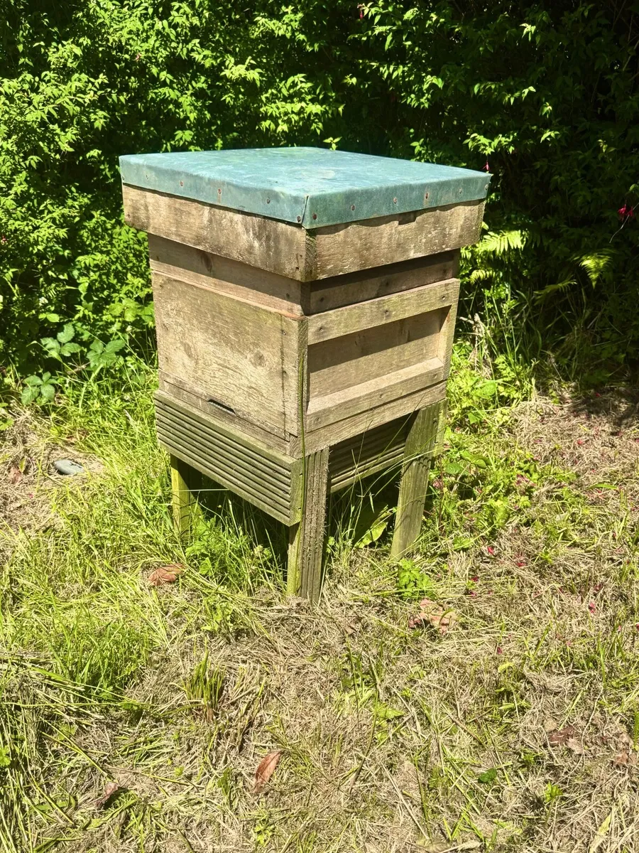 Bee hive- active - Image 2