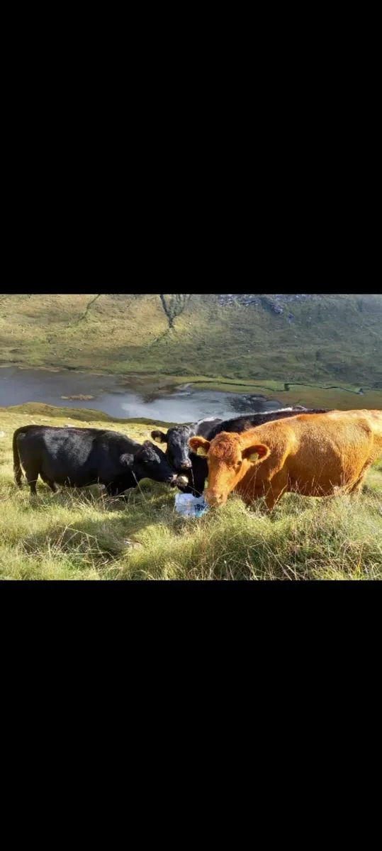 Cattle