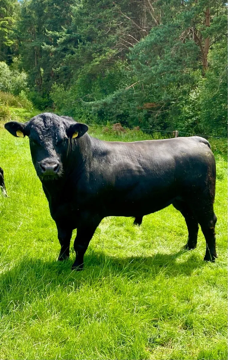 AA purebred bull - Image 1