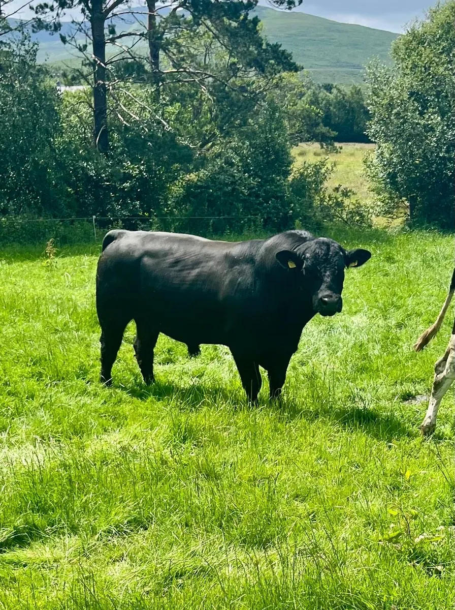 AA purebred bull - Image 3