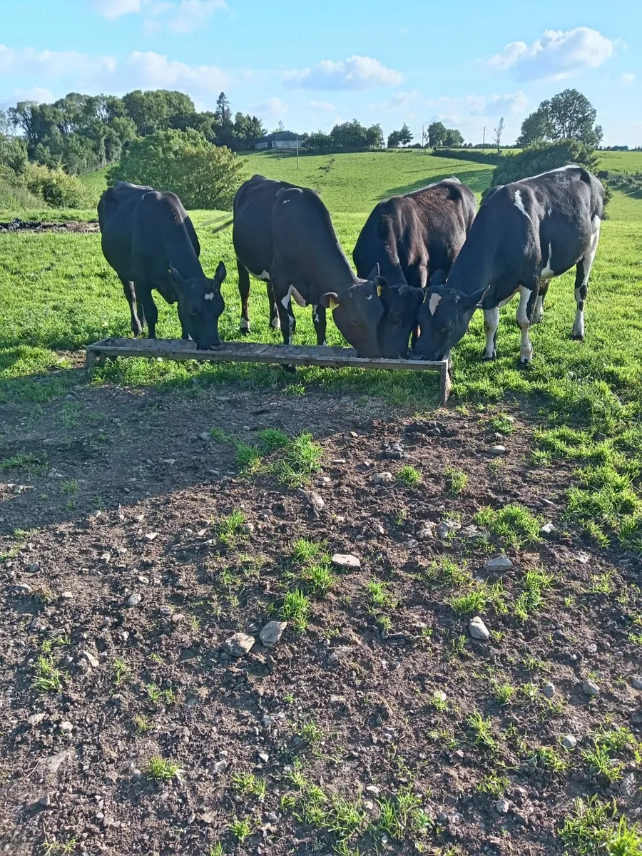 Bulls - Image 1