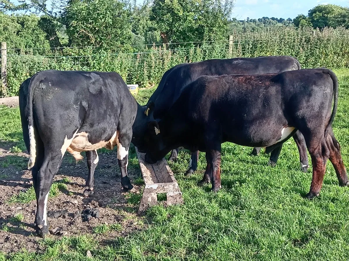Bulls - Image 2