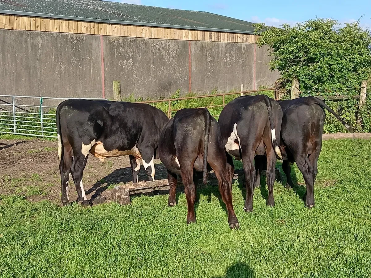 Bulls - Image 4