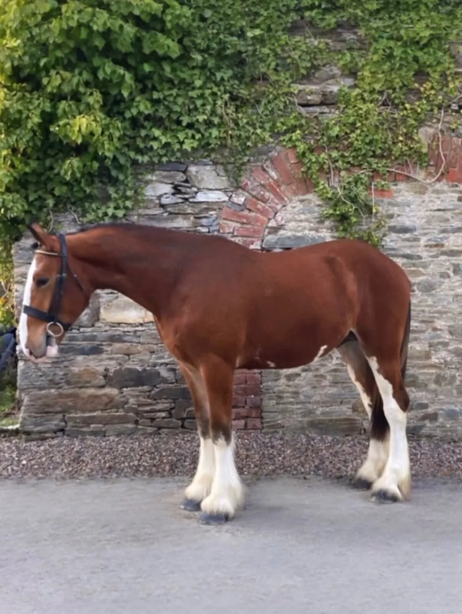 Now Standing at Stud in Donegal - Image 2