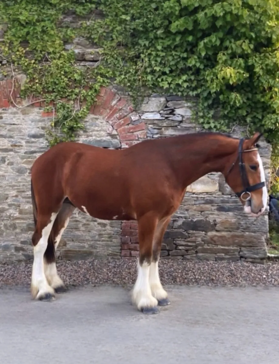 Now Standing at Stud in Donegal - Image 3