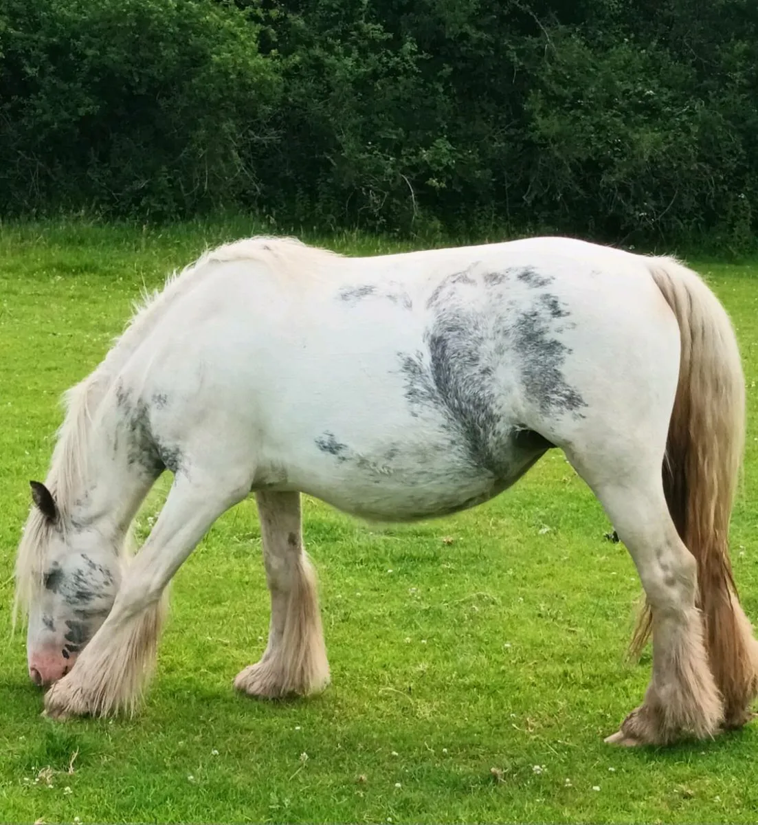 Unusual coloured mare and foal - Image 1