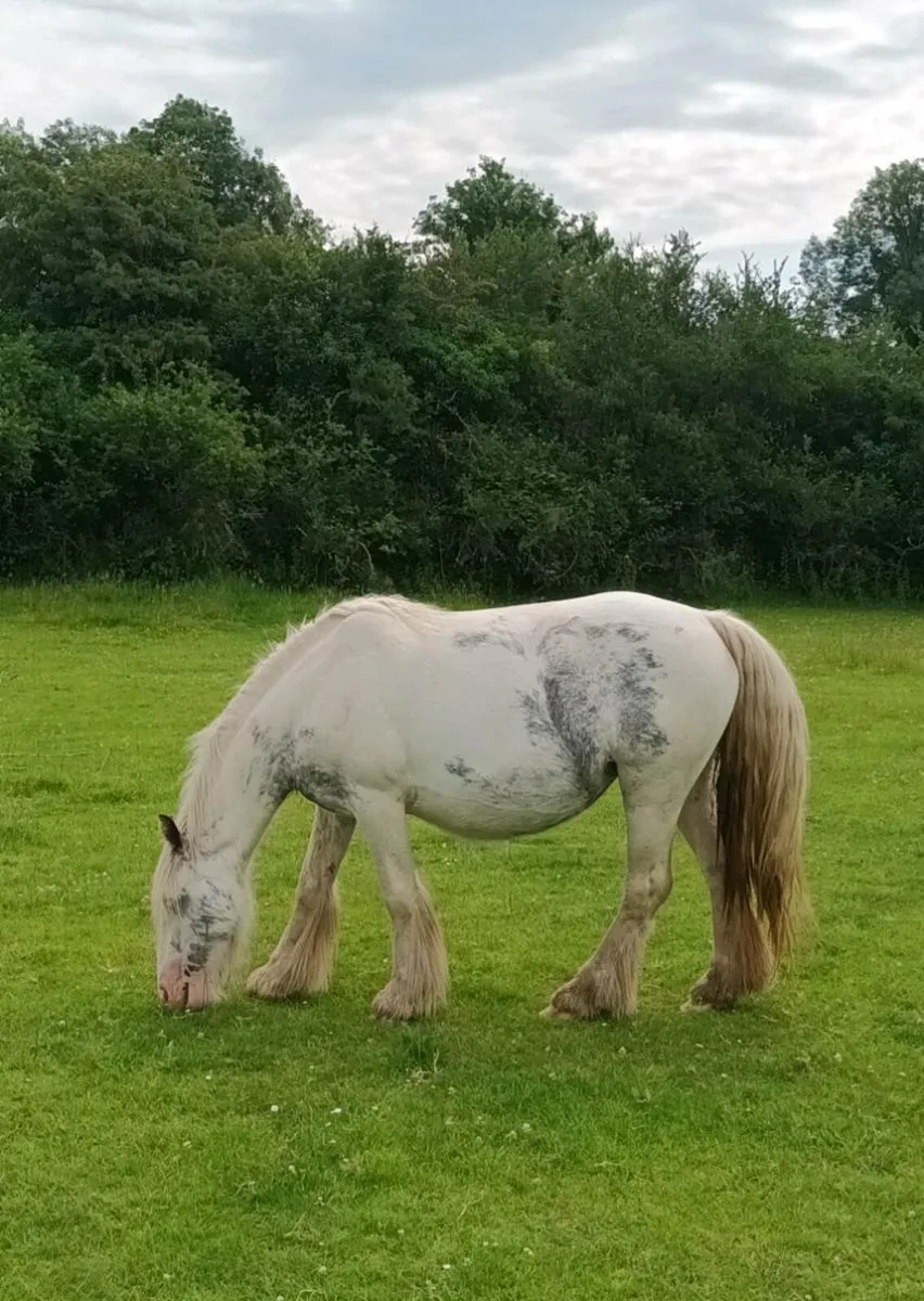 Unusual coloured mare and foal - Image 2