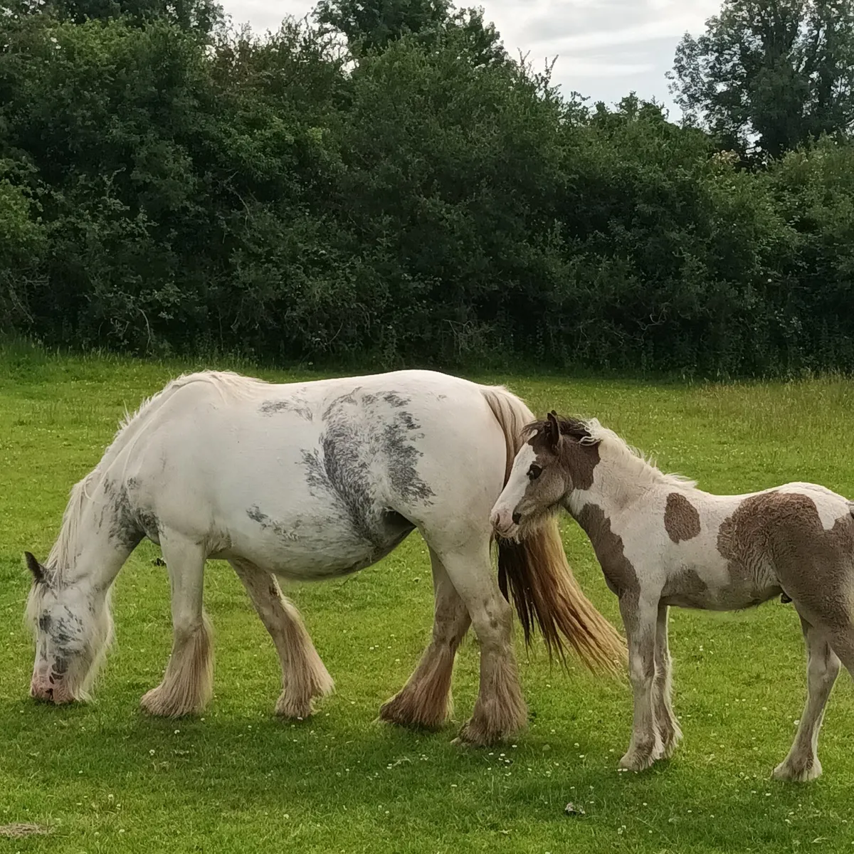 Unusual coloured mare and foal - Image 3