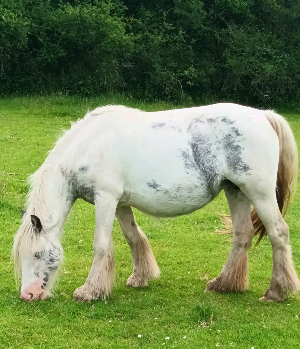 Unusual coloured mare and foal - Image 4