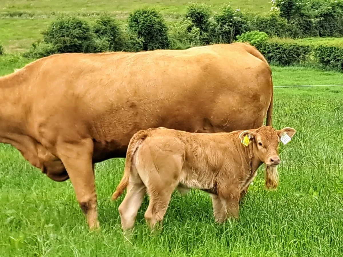 3 cows 4 calves Super outfits - Image 1