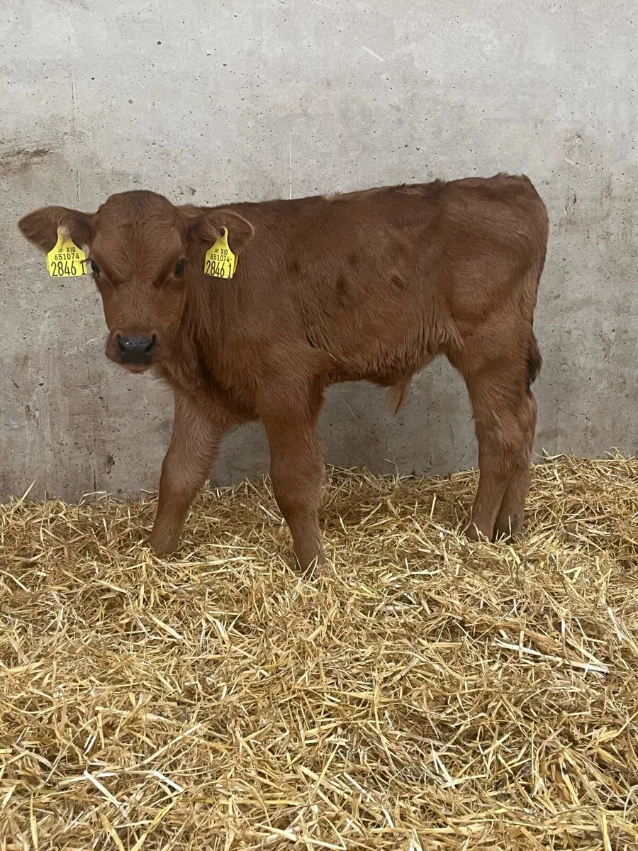 4 Super Bull Calves - Image 1