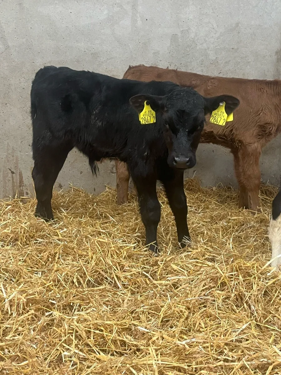 4 Super Bull Calves - Image 2