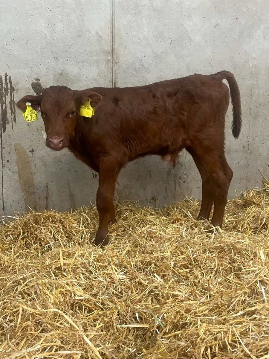 4 Super Bull Calves - Image 3