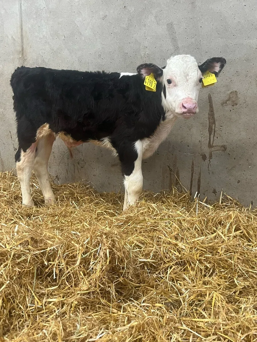 4 Super Bull Calves - Image 4