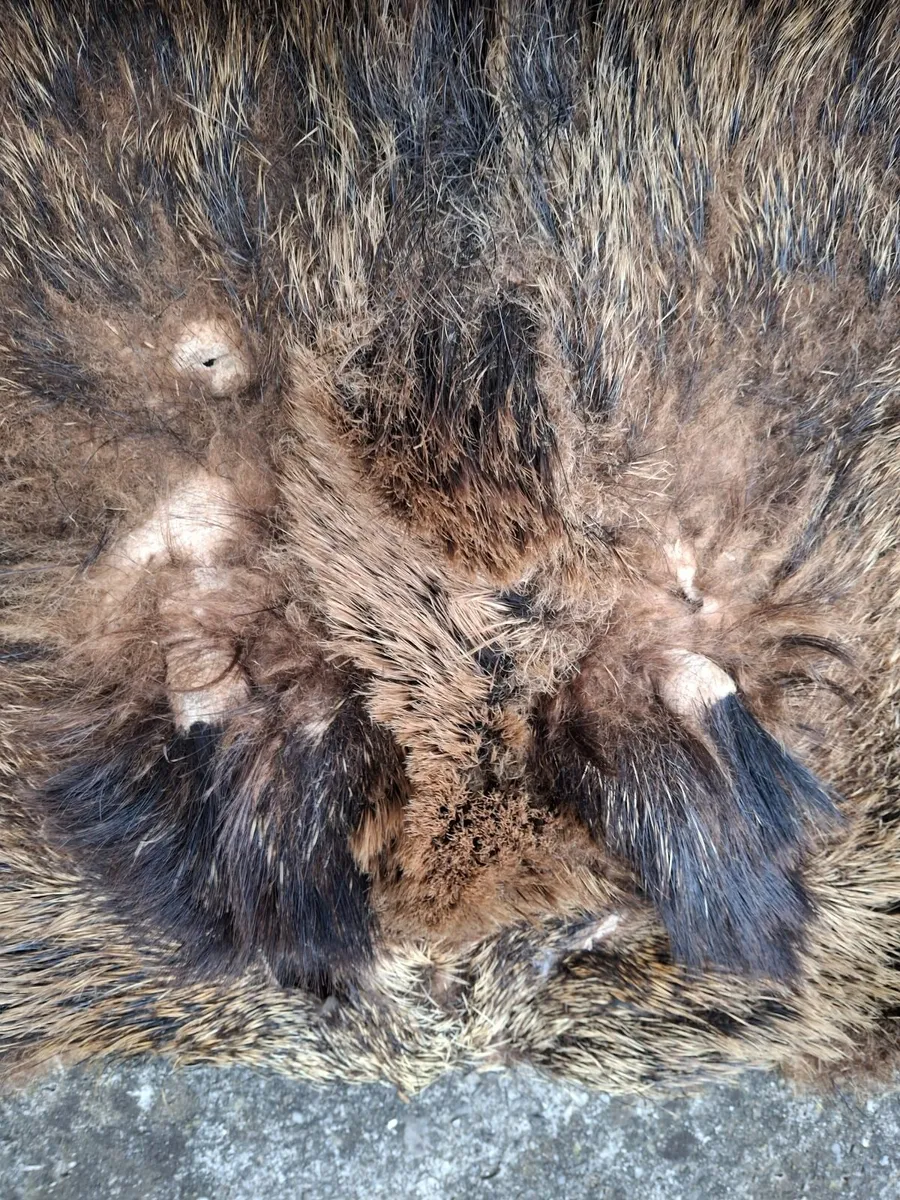 Real boar skin hide rug - Image 2
