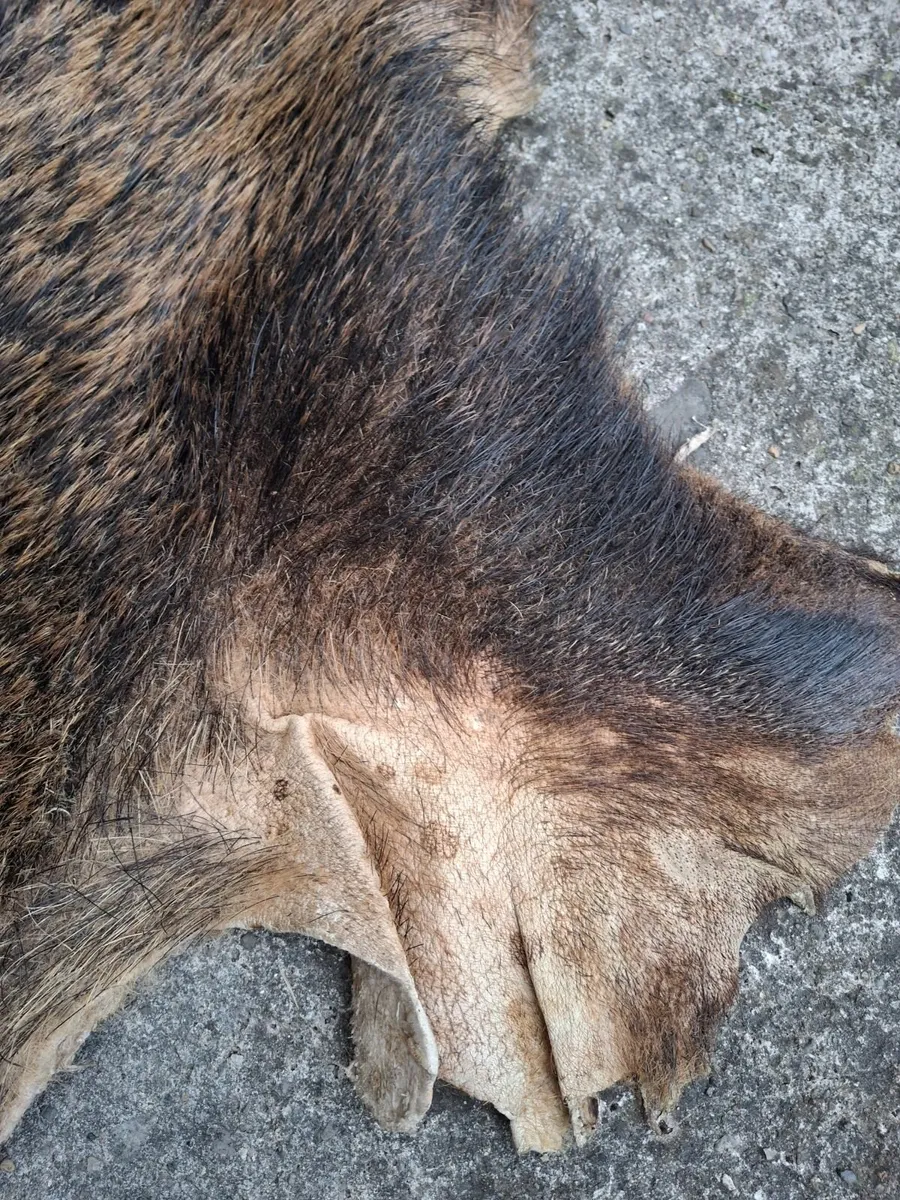 Real boar skin hide rug - Image 3