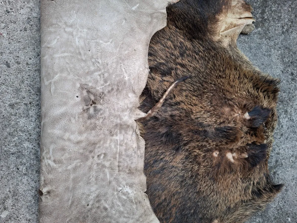 Real boar skin hide rug - Image 4