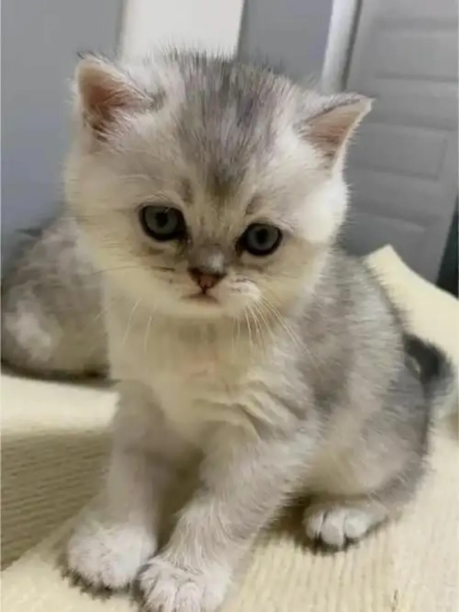 Silver British Shorthair (Short legs) - Image 2