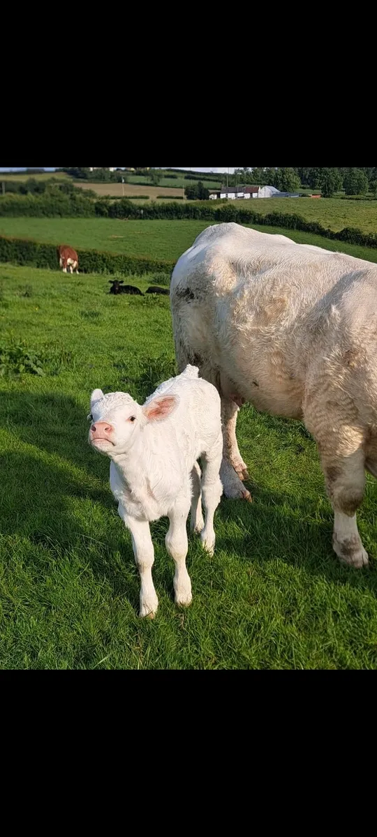 3 cows 4 calves Super outfits - Image 2