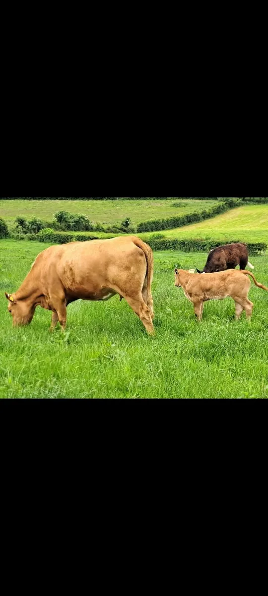 3 cows 4 calves Super outfits - Image 3