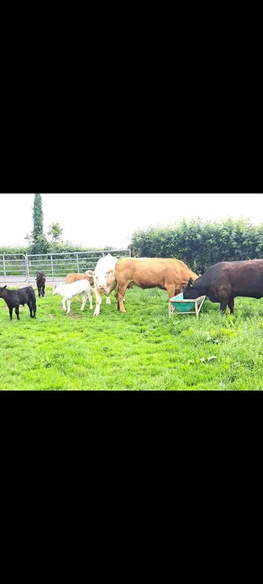 3 cows 4 calves Super outfits - Image 4