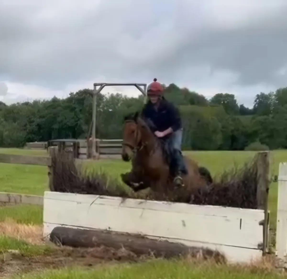 15.2 gelding - Image 1