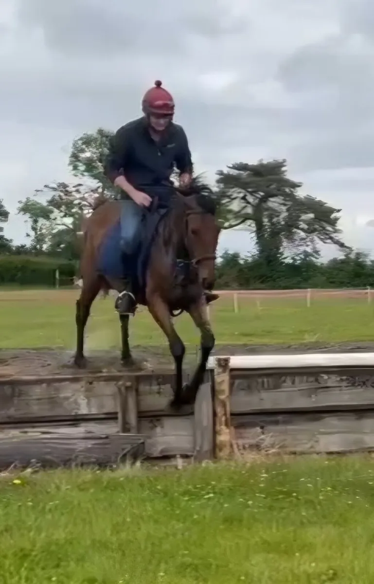 15.2 gelding - Image 2