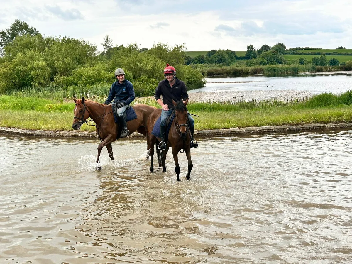 15.2 gelding - Image 3