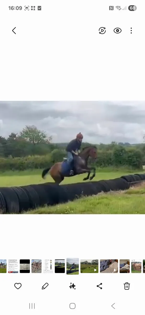 15.2 gelding - Image 4