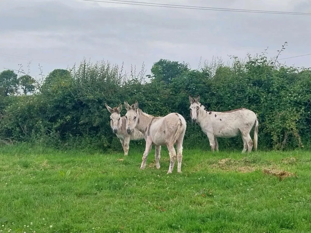 Donkey