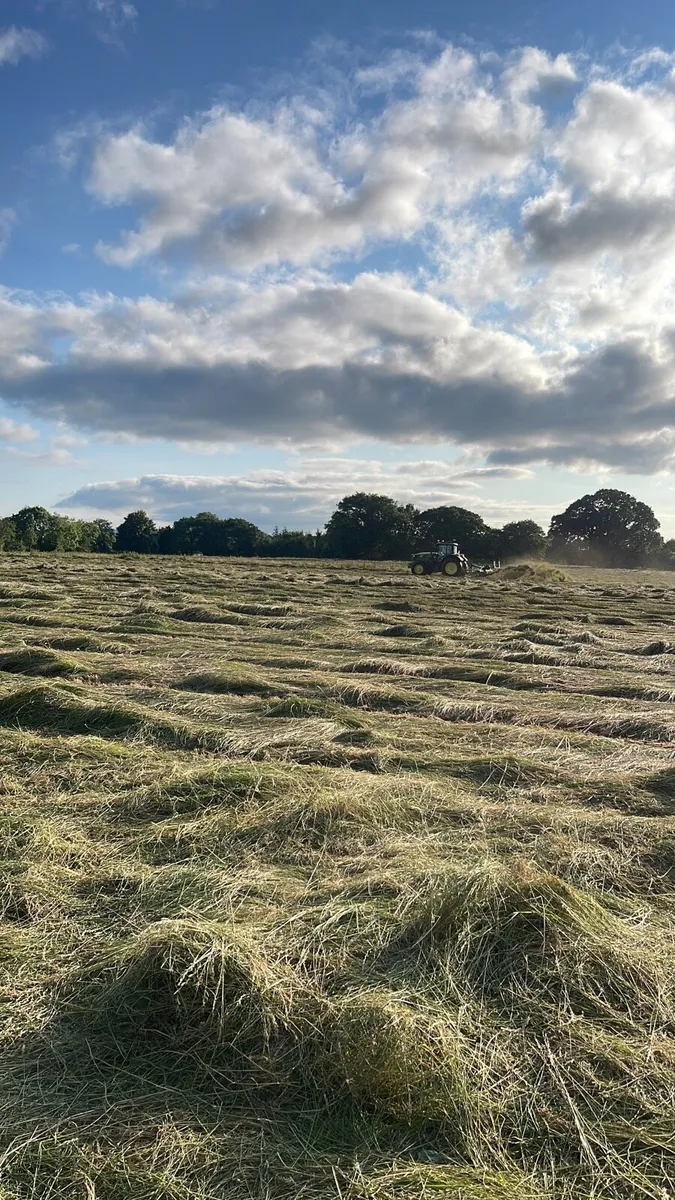 Top Quality Small Square Bales of Hay - Image 2