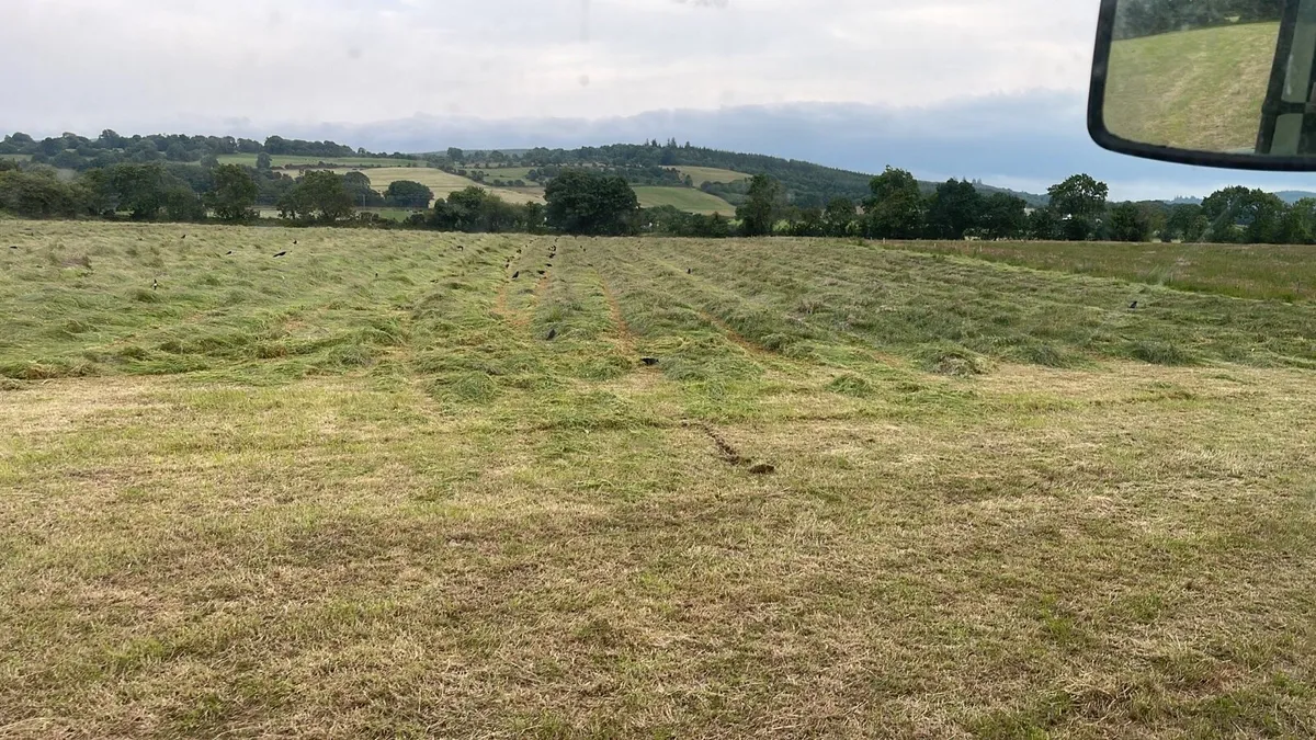 Top Quality Small Square Bales of Hay - Image 3