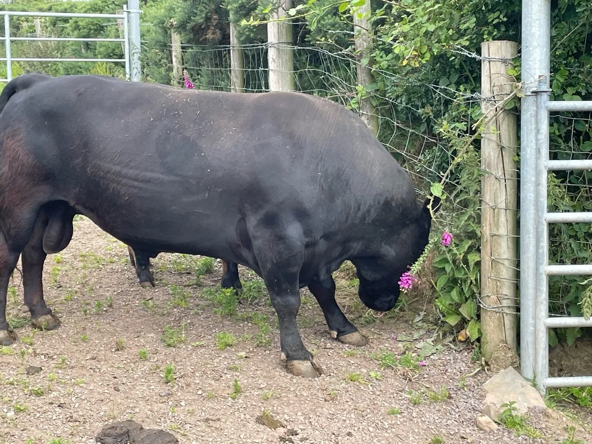 Dexter Bull - Image 2