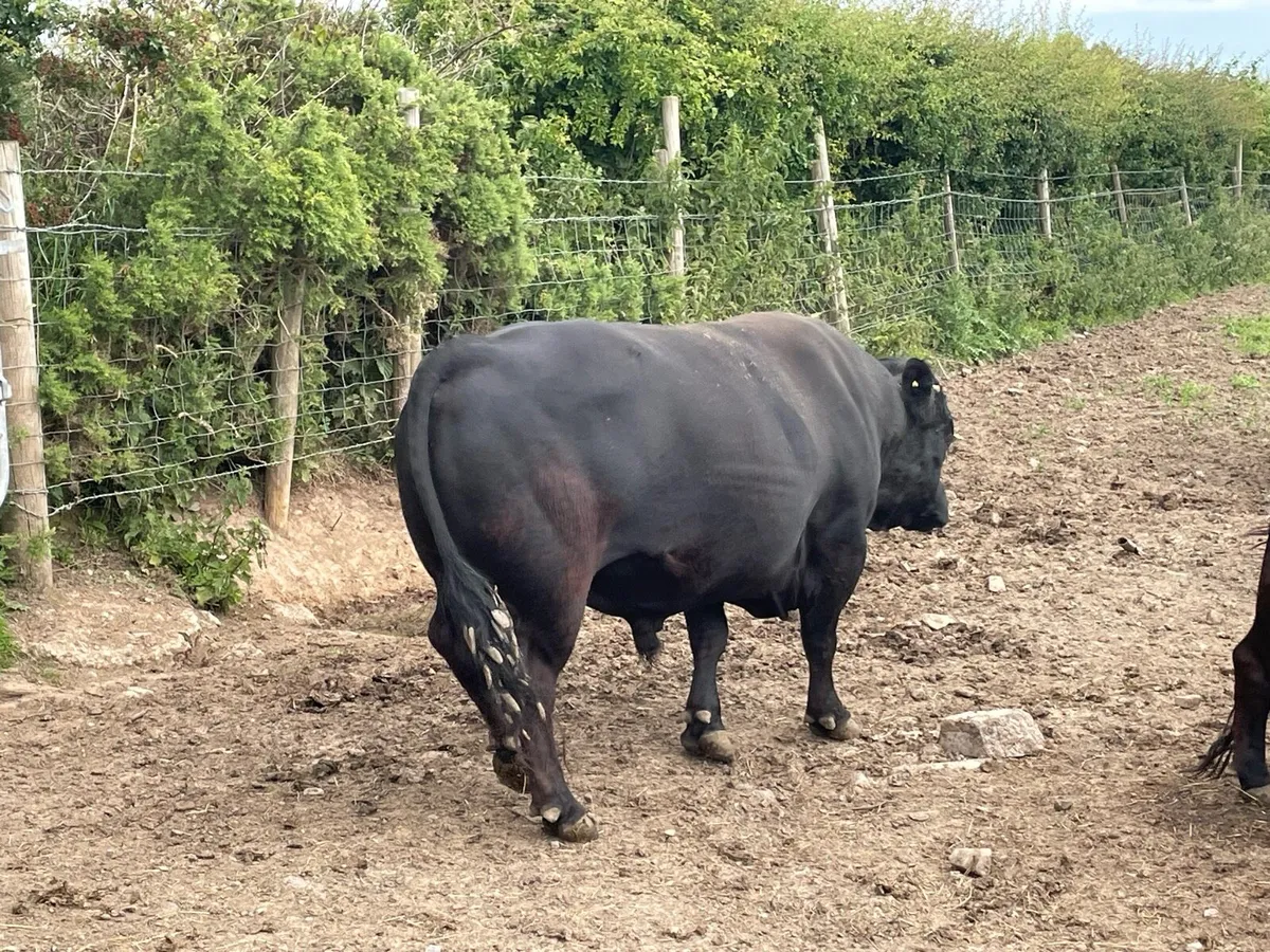Dexter Bull - Image 3