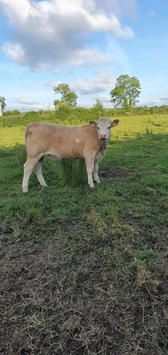 Weanling Heifers - Image 1