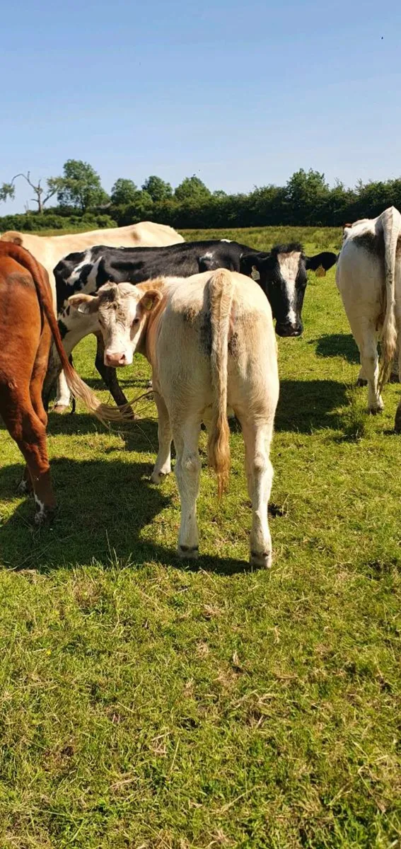 Weanling Heifers - Image 3
