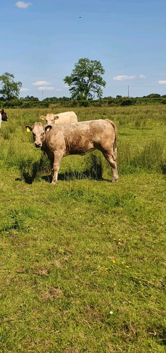 Weanling Heifers - Image 2