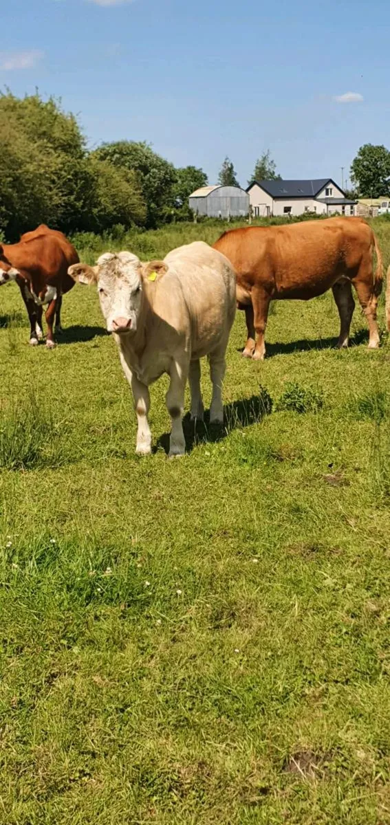 Weanling Heifers - Image 4